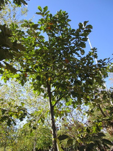 Oak - White
