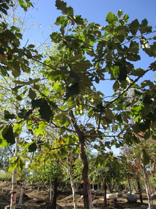 Oak - White
