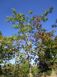 Oak - Northern Pin