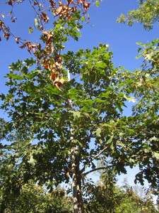 Oak - Northern Pin