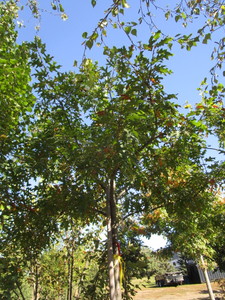 Oak - Northern Pin