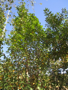Birch - Parkland Pillar