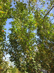 Birch - Parkland Pillar