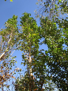 Birch - Parkland Pillar