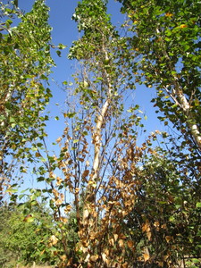 Birch - Parkland Pillar