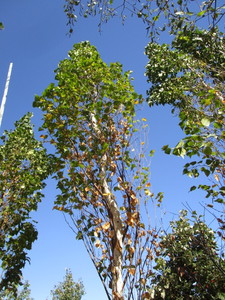 Birch - Parkland Pillar