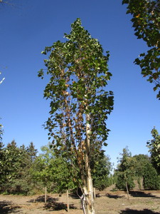 Birch - Parkland Pillar