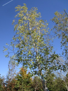 Birch - Whitespire