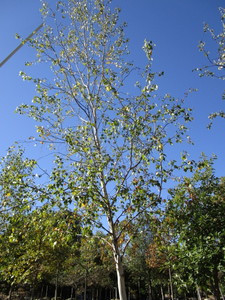 Birch - Whitespire