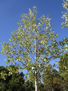 Birch - Whitespire