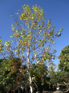 Birch - Whitespire