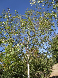 Birch - Whitespire