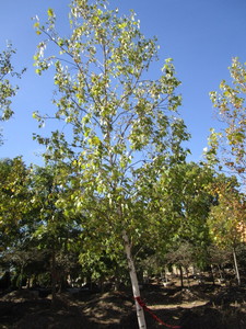 Birch - Whitespire