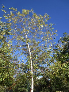 Birch - Whitespire