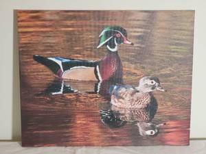 lot 106 image: Peaceful Fine Art Naturalist Photography Print - Wood Ducks