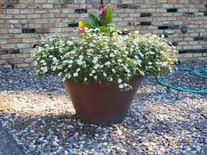 lot 1 image: Oversized Earthenware Garden Planter - A