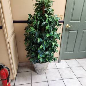 lot 56 image: Ficus Tree - Measuring 56 Inches