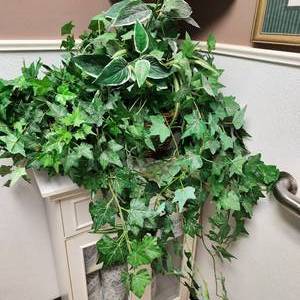 lot 71 image: Three Faux Plants