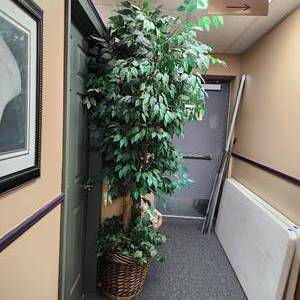 lot 78 image: Faux Ficus Tree Measuring 8 Feet