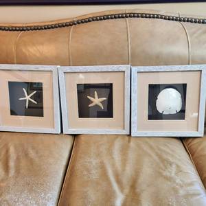 lot 163 image: Three Framed Shelves, Sandollar And Two Starfish Measuring 13.5 X 13.5