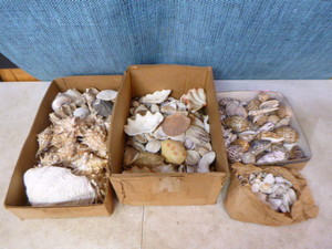 lot 31 image: Lot of Seashells
