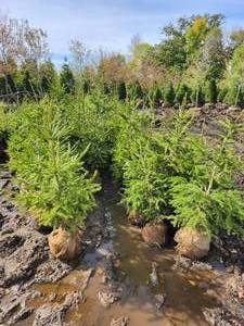 B&B Norway Spruce