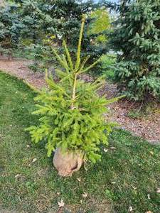 B&B Norway Spruce