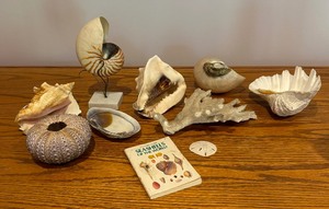 lot 98 image: Variety of Beautiful Seashells