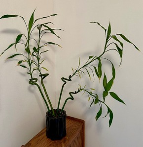 lot 52 image: Pretty Plant in Black Planter