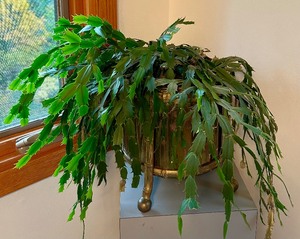 lot 54 image: Beautiful Christmas Cactus in Brass Footed Planter