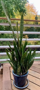 lot 45 image: Sansevieria Zeylanica - Snake Plant - Mother in Laws Tongue Plant in Pot