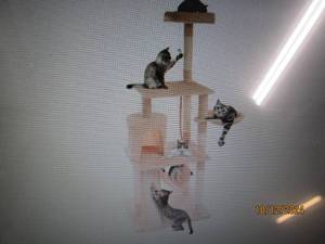 PetMaker 58-34H 5-Tier Ultimate C...