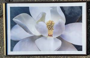 lot 112 image: Beautiful Large White Lotus Flower Framed Print