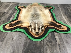lot 18 image: Felted North American Badger wMounted Head TAXIDERMY