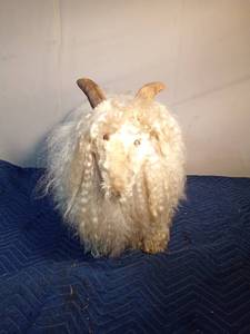 lot 374 image: Goat made with real fur and horns