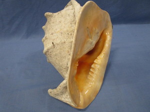 Jumbo Conch Shell