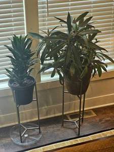 lot 55 image: Orphan Dracaena & Oyster Plant