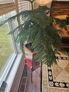 lot 56 image: Orphan Norfolk Pine in Handsome Red Glazed Standing Planter