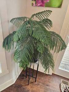 lot 57 image: Orphan Norfolk Pine & Modern Stand