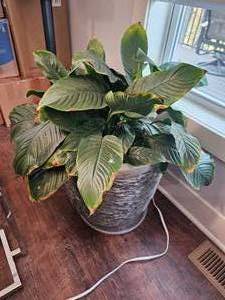lot 58 image: Orphan Peace Lily & Stone Planter