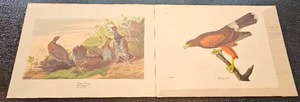 lot 61 image: Audubon Print Set  Spruce Grouse & Louisiana Hawk