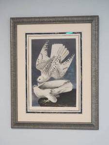 lot 157 image: Classic Audubon Naturalist Fine Art Engraving Print - Iceland or Jer Falcon