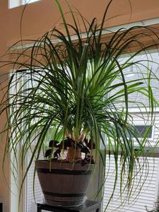 lot 58A image: Happy Healthy Big Fluffy Ponytail Plant