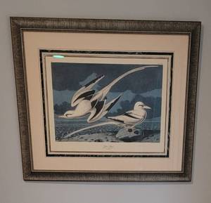 lot 157A image: Framed Audubon Print  Tropic Bird Phaeton Athereu