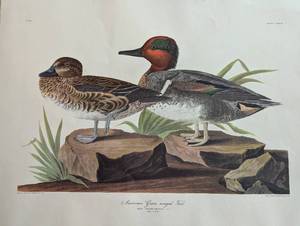 lot 61A image: Audubon American Green-Winged Teal Bird Print