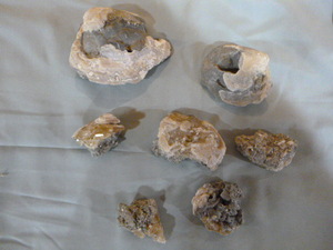 lot 136 image: Fossilized Clams