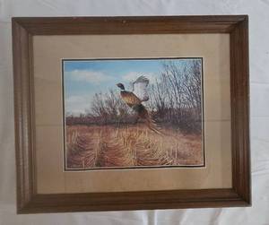 Pheasant Picture