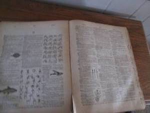 lot 310 image: Websters dictionary from 1885...