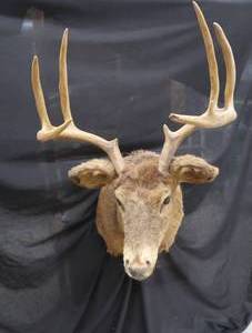 DEER MOUNT -9 PTS
