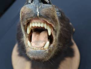 BEAR HEAD MOUNT